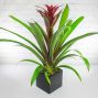 Upgraded Beautiful Bromeliad Plant