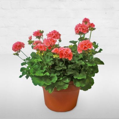 Geranium Planter