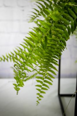 Fern Plant
