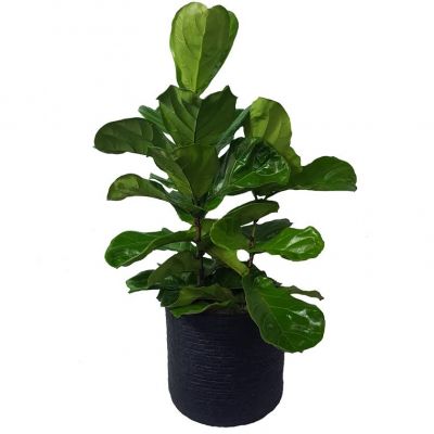 Large Fiddle Leaf Fig Plant in Ceramic