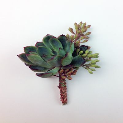 Echeveria Bout