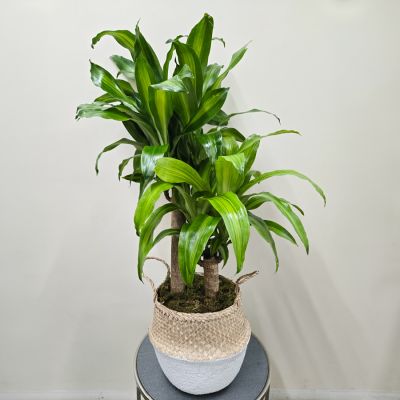Corn Plant