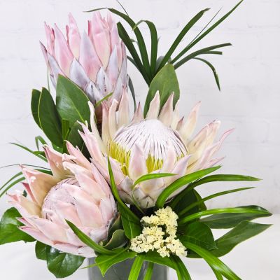 King Protea Special