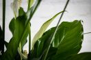 Serene Peace Lily Plant - 6