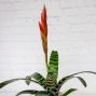 Bromeliad Vriesea Espada