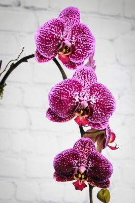 Phalaenopsis Orchid Planter - 4 Stem