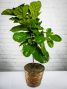 Fiddle Leaf Fig Tree