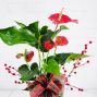 Christmas Anthurium