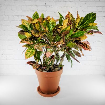 Croton Plant