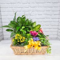 European Dish Garden - Deluxe