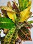 Croton Plant