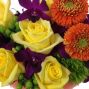 Vibrant Blooms