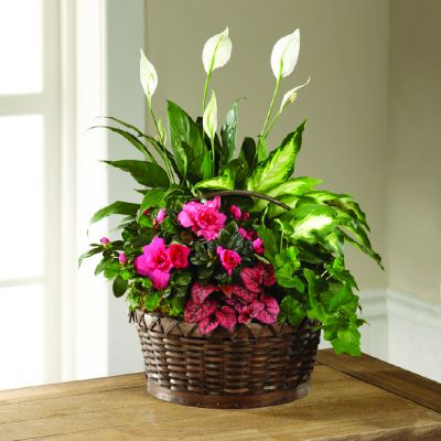 FTD Dream In Pink Dish Garden