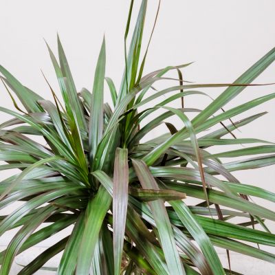 Dracaena Plant