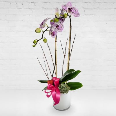 Valentine's Day Orchid