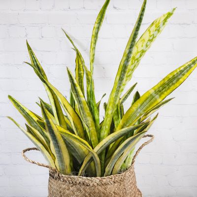 Sansevieria Lauren