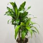 Corn Plant