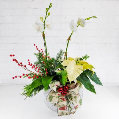 Holiday Orchid Planter With White Poinsettia