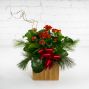 Christmas Kalanchoe