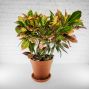 Croton Plant