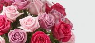 FTD Pure Beauty Mixed Roses