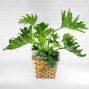 Hope Philodendron
