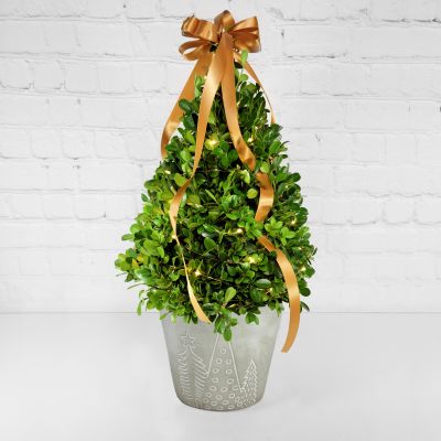 Merry Little Christmas Boxwood