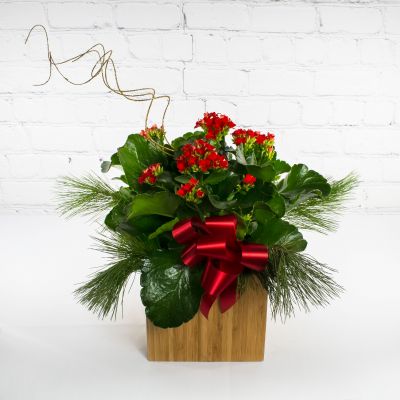 Christmas Kalanchoe
