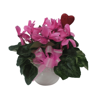 Valentine's Cyclamen Plant