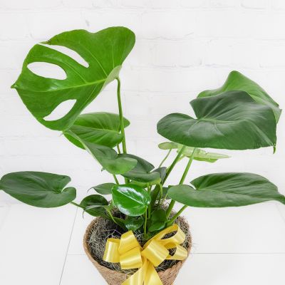 Monstera Plant in a Basket