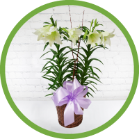 Fresh Easter Lily Plant - Upgraded