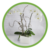 Phalaenopsis Orchid Planter (2 Stem)
