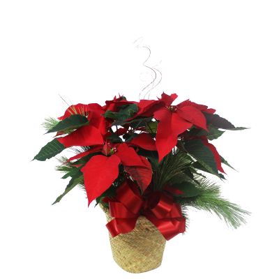 Small Poinsettia Plant