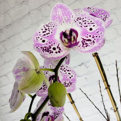Valentine's Day Orchid