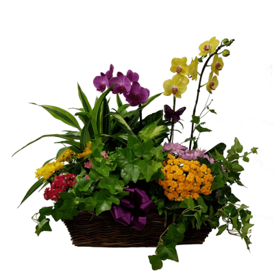 European Dish Garden - Deluxe