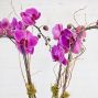 Phalaenopsis Orchid Planter - 4 Stem