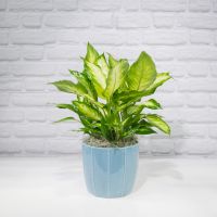 Upgraded Dieffenbachia (6