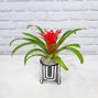 Bromeliad in Ceramic