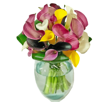 Assorted Calla Lilies