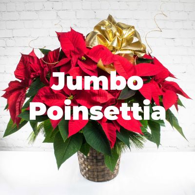 Jumbo Poinsettia Plant - 4 Branch