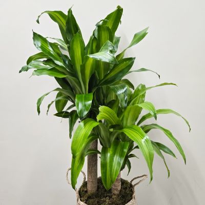 Corn Plant