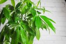 Money Tree