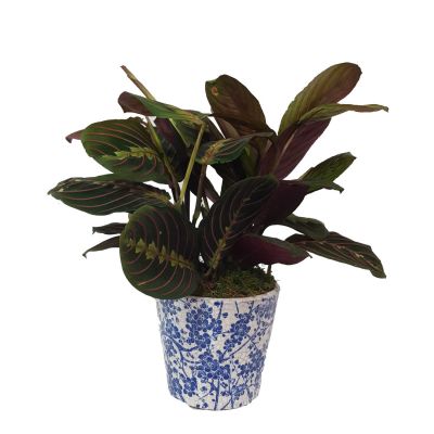 Prayer Plant