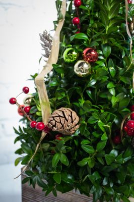 Traditional Boxwood Tree