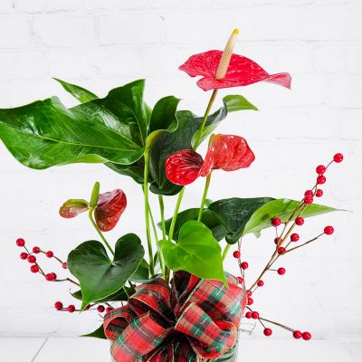 Christmas Anthurium