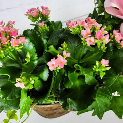 Sweetheart Kalanchoe Planter