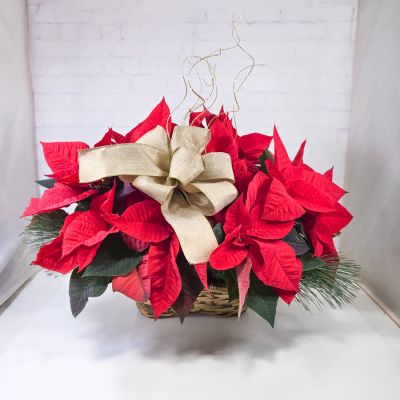 Poinsettia Plant - 2 Branch Tall