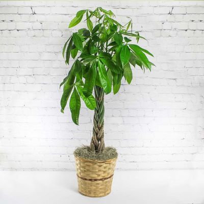 Money Tree