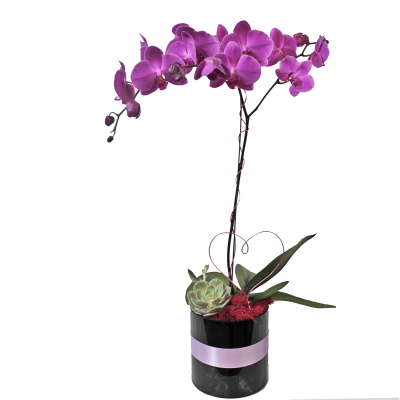Valentine's Day Orchid (Single Stem)