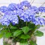 Hydrangea Planter
